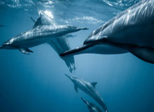 帕尔默：我此前在欧协联决赛中表现不错，希望今晚延续这样的发挥